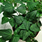 Bluszcz Pospolity 'Natasha' - Hedera Helix 17