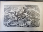 Piękna oryginalna litografia XIX - XX w. - Kraby 1