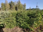 Sprzedam choinki, świerk srebrny i zwyczajny. Hurt