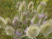 Szczeć pospolita korzeń 100g