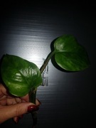 Epipremnum Jungle Star, Marble Green  