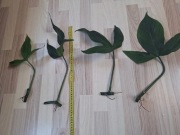 Philodendron camposportanum cięty wezel