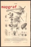DRZEWA MODRZEW litografia z 1888 roku ORYGINAŁ