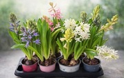 Hiacynt doniczkowy - 3 cebule w jednej doniczce / pachnący / kwitnący 