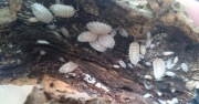 Porcelio laevis white isopody 