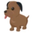 Chocolate Labrador Adopt Me AM