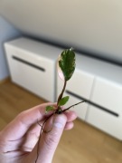 Philodendron Strawberry Shake