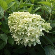 Hortensja bukietowa 'Skyfall' (kwiat jak hiacynt)