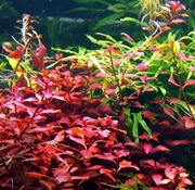 Czerwona, łatwa, Ludwigia Red większą siostra tej mini  bez co2. Łodygowiec