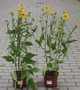 Rudbekia błyskoliwa 'Forever Gold' Rudbeckia