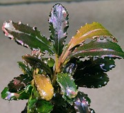 Bucephalandra Arrow Head Rarytas