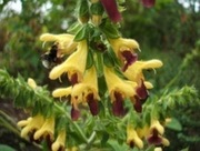 SALVIA BULLEYANA -Szałwia 5n