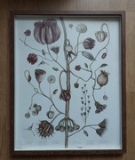 Jonna Franson Ręcznie rysowane ilustracje botaniczne. 