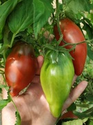 Pomidor Cuban pepper- Karma dla rybek 