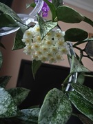 Hoya Lacunosa Snow Caps SADZONKA CIĘTA