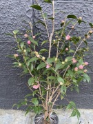 Kamelia camelia Spring Festival jedna z najbardziej odpornych