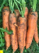 Marchew Ekologiczna 1kg