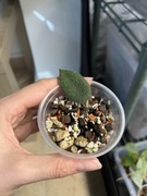 hoya thomsonii | hoja