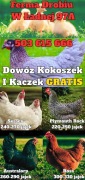 Kokoszki z GWARANCJĄ - Dowóz GRATIS Ferma Drobiu Ładna 97A Luty/Marzec
