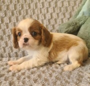 Cavalier piesek z rodowodem 