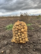 Ziemniaki Gala/Denar 12,5 kg