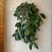 Piękna duża roślina doniczkowa – pnącze Hoja hoya carnosa (chyba)