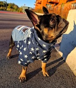 Ubranie/Bluza/Kurtka Jeansowa z naszywkami dla psa