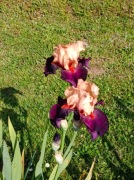 Irys-Impostor -kłącze