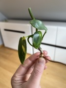 Philodendron Bipennifolium Variegata