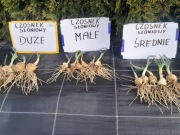 Czosnek słoniowy 5szt sadzonki sloniowy gigant rozmiar średni 