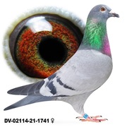 Samica Oryg. Team Schlief Stiens 100 % Leo Heremans Linia BOLT x Olympiade 