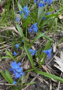 Cebulica syberyjska Scilla  