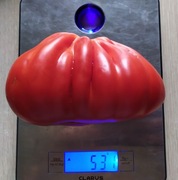 Pomidor Rosamunda 5 szt