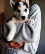 Szczenię Syberian Husky 