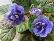 Fiołek afrykański LE Gołuboj Potok