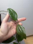 Hoja Hoya North of Thailand sp EPC-148