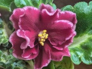 Fiołek afrykański VAT Super Mama