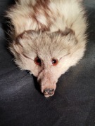 Kołnierz, skórka z lisa 