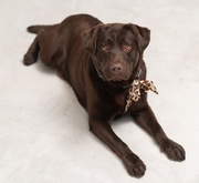 Labrador czekoladowy krycie