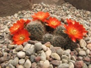 Kaktusy Rebutia Mediolobivia christinae WR 492a