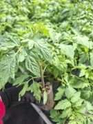 Silne Sadzonki Pomidorów EKO MALINA