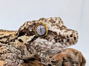 Gekon nie lamparci samica 40 gram