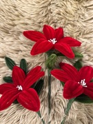 Wiecznie czerwony kwiat na Walentynki