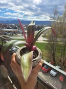 Tradescantia spathacea Vittata (Reo)