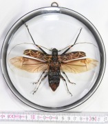 Kolekcja chrząszczy, AcrLg2 gablotka dwustronna.