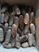 Szyszki duże świerkowe 