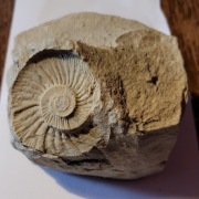 Odcisk amonit duży. 