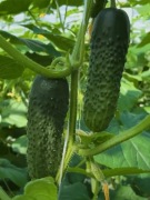 Ogórek Madmax F1 - Nasiona Holenderskie