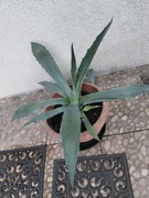 9letnia Agawa amerykańska roślina egzotyczna ozdobna 