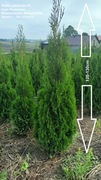 Tuja Szmaragd 120-130 CM